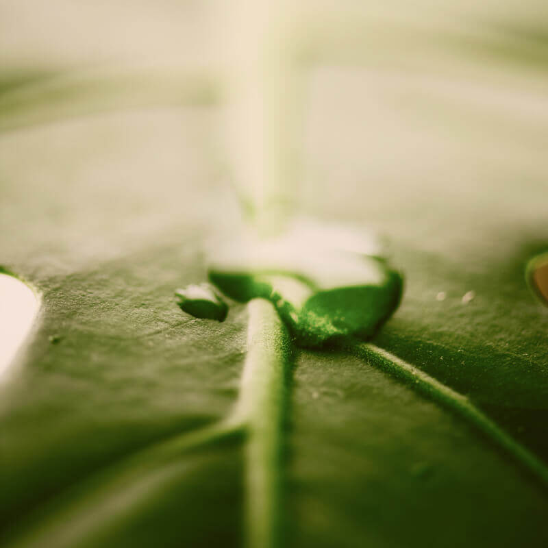 Grünes Blatt mit Tropfen